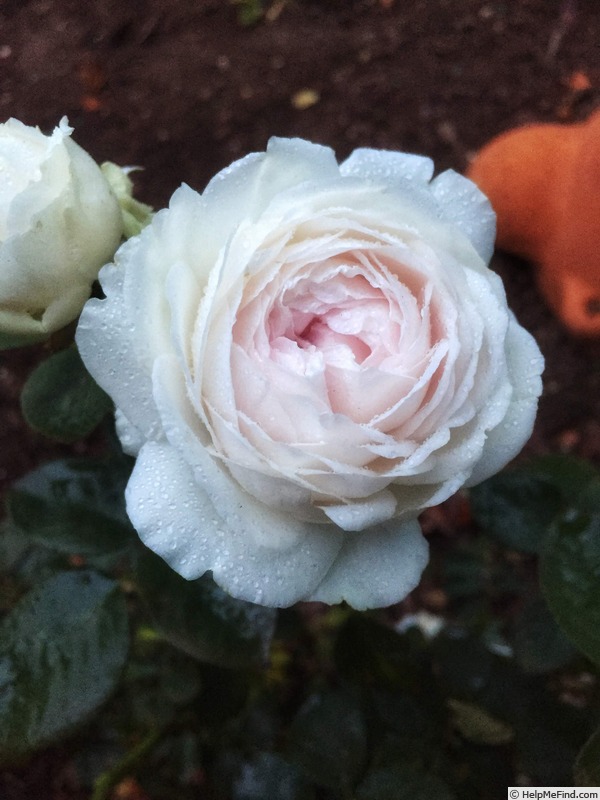 'Earth Angel' rose photo