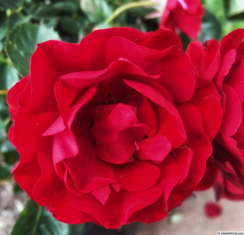 'Showbiz' rose photo