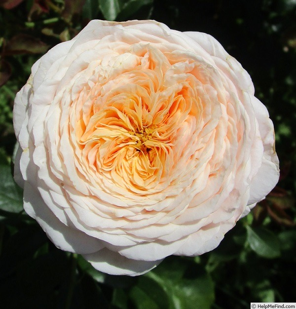 'Domaine de Chantilly®' rose photo