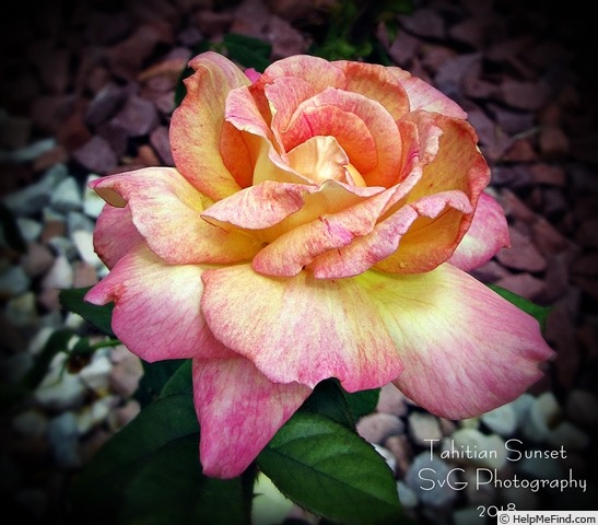 'Tahitian Sunset ™' rose photo