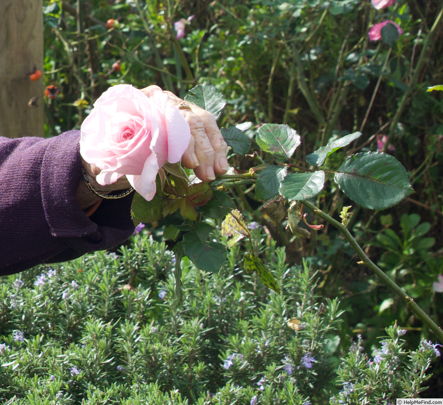 'Gwen Fagan' rose photo