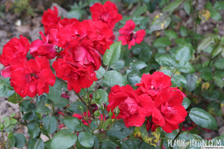 'KORbad' rose photo