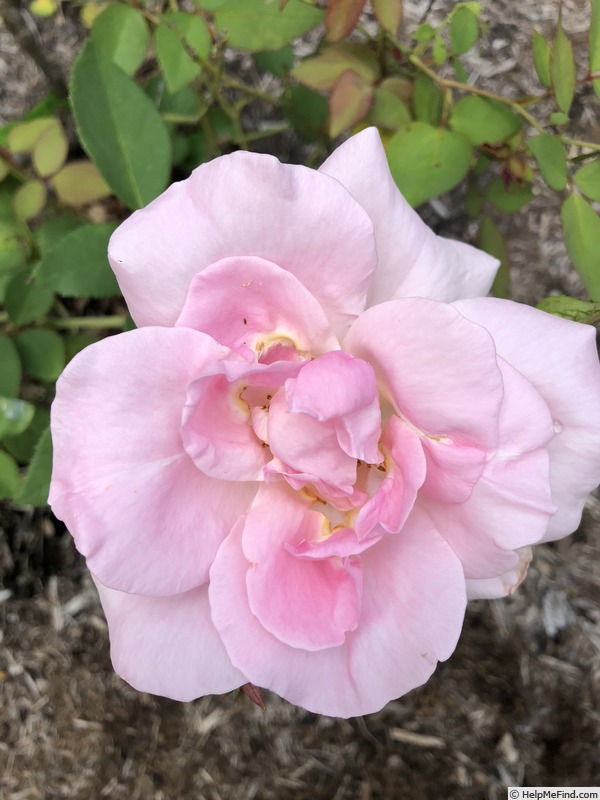 'Sam Houston Rose' rose photo