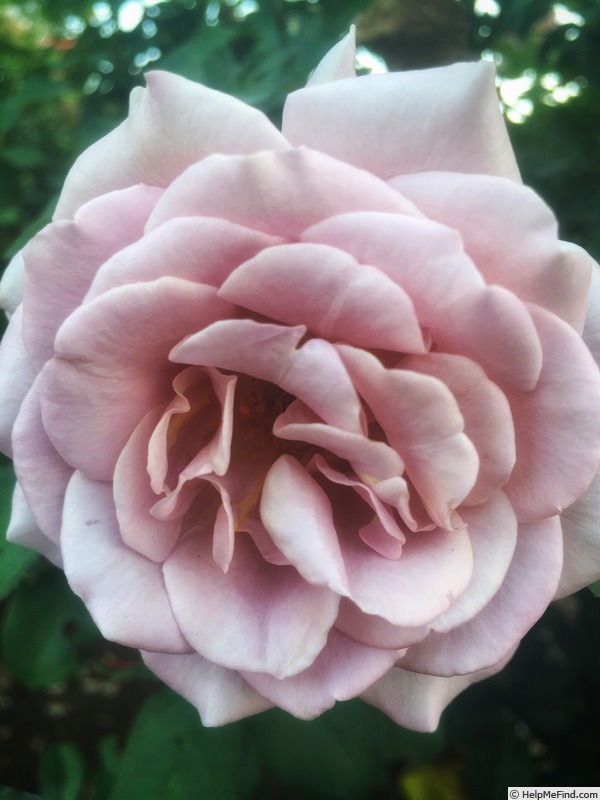'Koko Loco (floribunda, Bedard, 2010)' rose photo