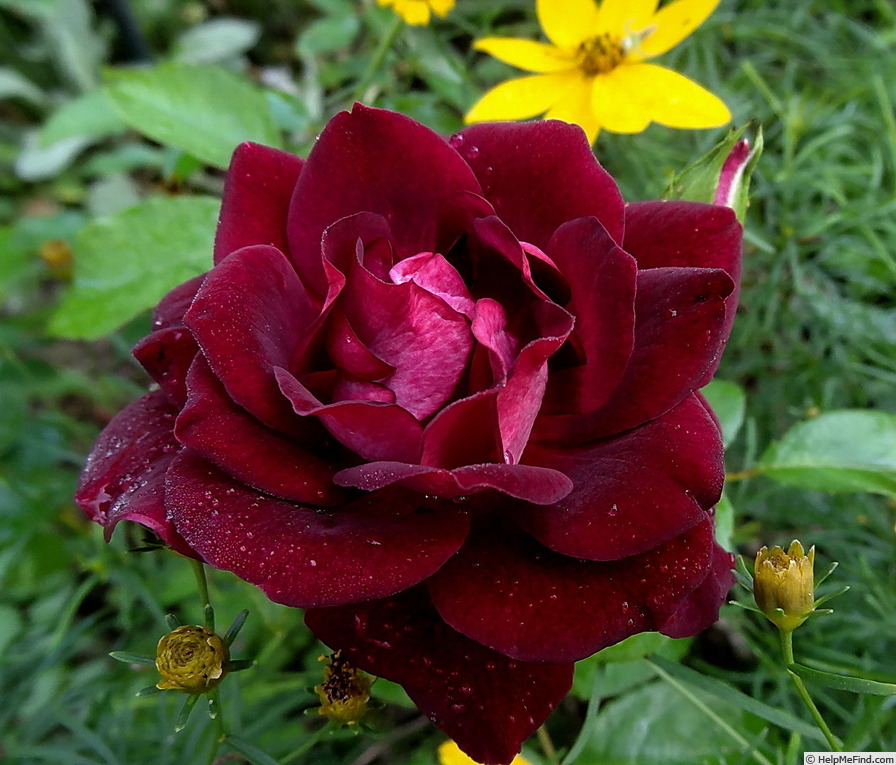 'Burgundy Iceberg' rose photo