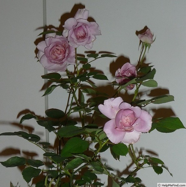 'Jugendstil' rose photo