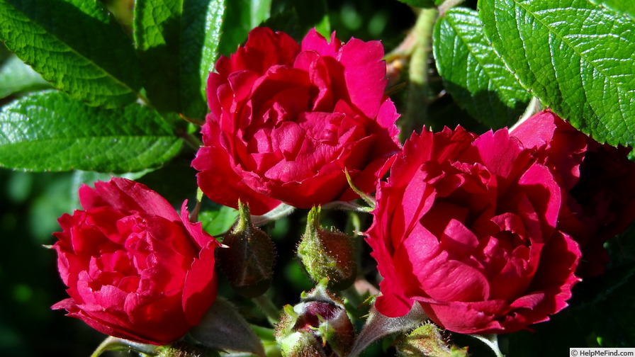 'Signe Relander' rose photo
