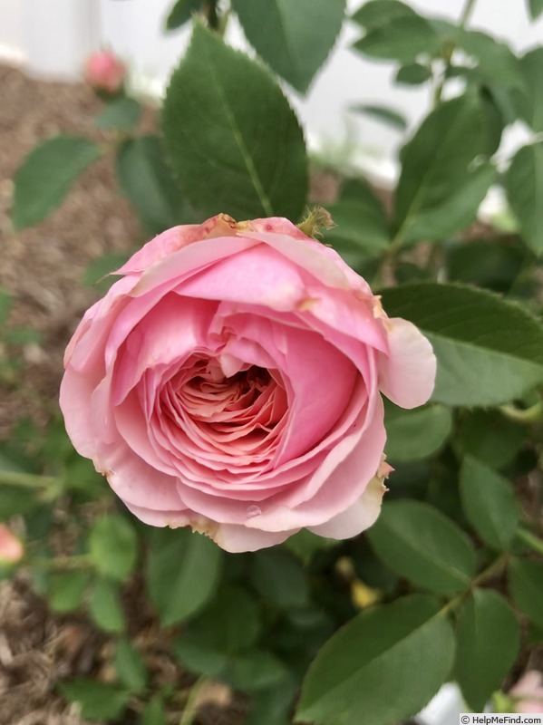 'Ruth Clements ™' rose photo