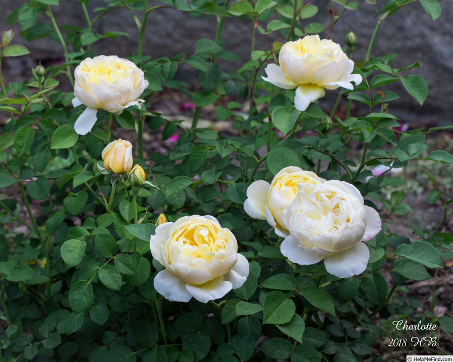 'Charlotte (shrub, Austin before 1992)' rose photo