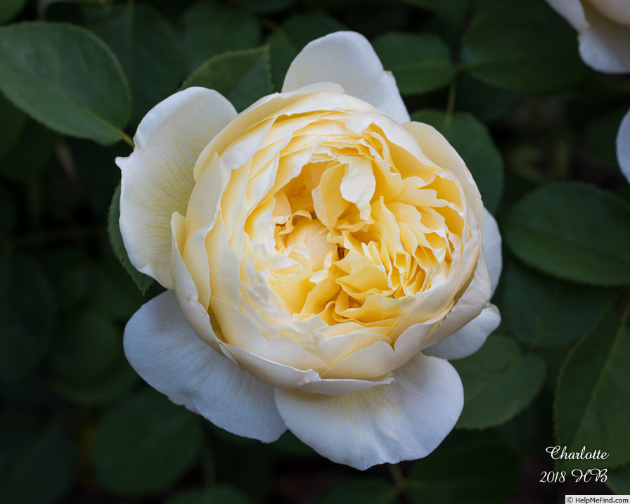 'Charlotte (shrub, Austin before 1992)' rose photo