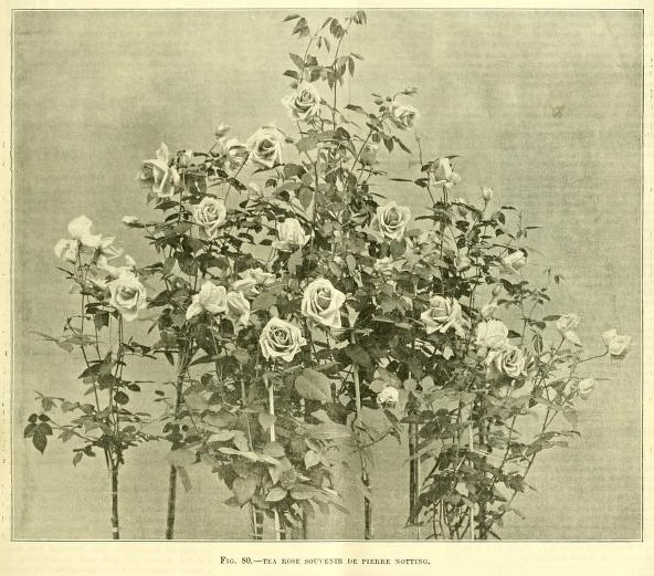 'Souvenir de Pierre Notting' rose photo