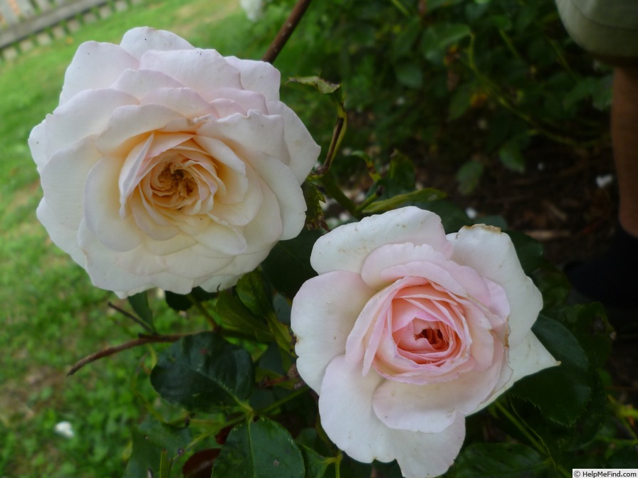 'Ledreborg Castle' rose photo