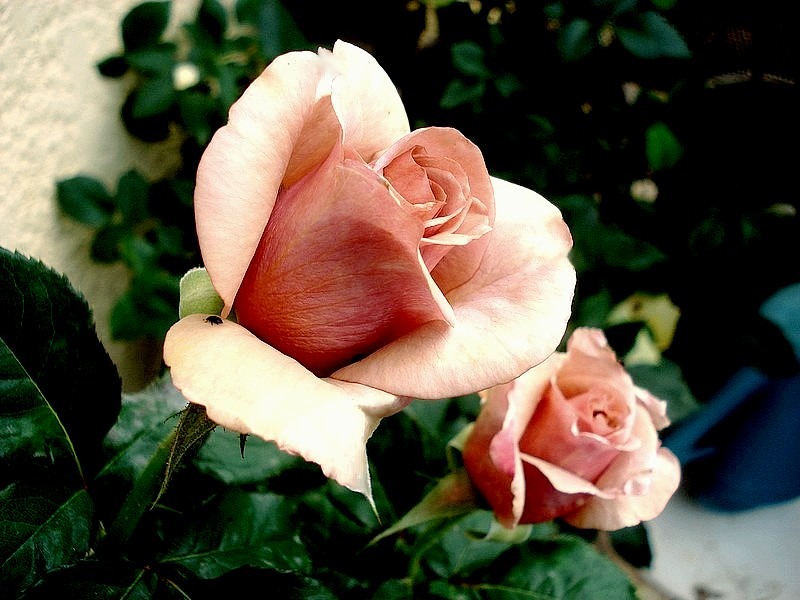 'Mokarosa ®' rose photo