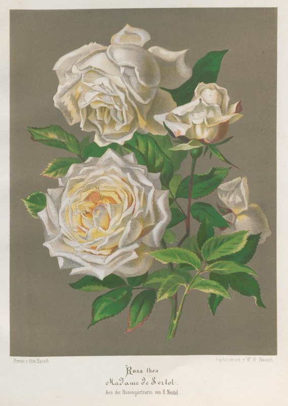 'Madame de Sertot' rose photo