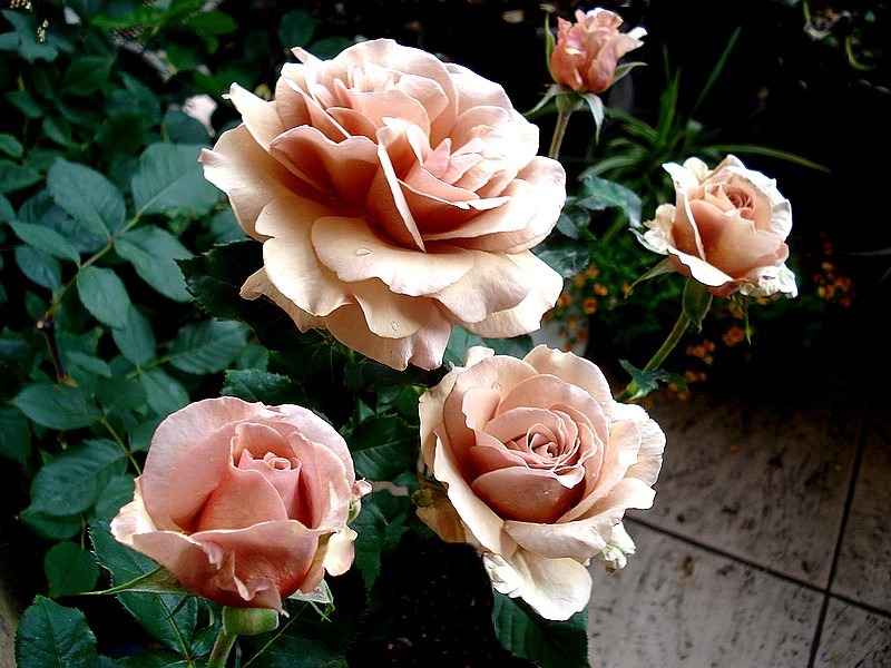 'Mokarosa ®' rose photo
