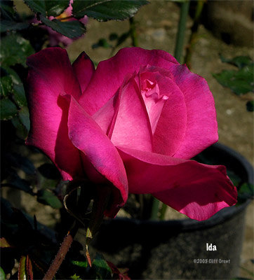 'Ida (hybrid tea, Singer 2003)' rose photo
