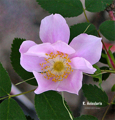 '<i>Rosa acicularis</i> Lindl.' rose photo