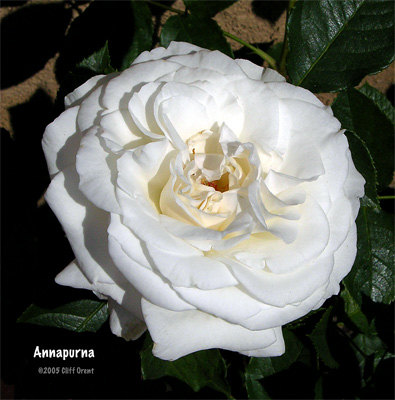 'Annapurna (hybrid tea, Dorieux 2000)' rose photo