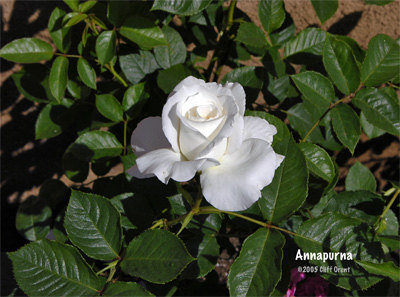 'Annapurna (hybrid tea, Dorieux 2000)' rose photo