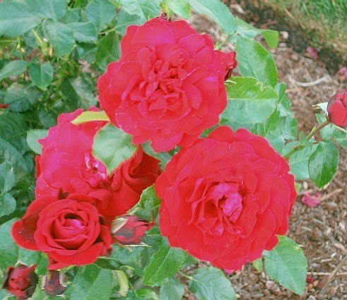 'Faithful' rose photo