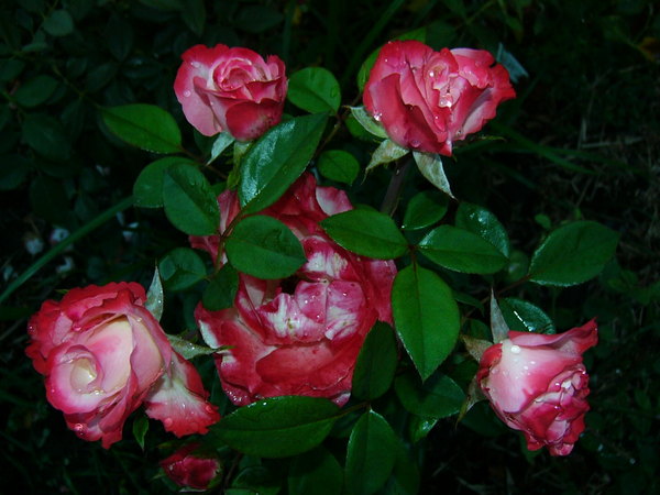 'Nostalgie ®' rose photo