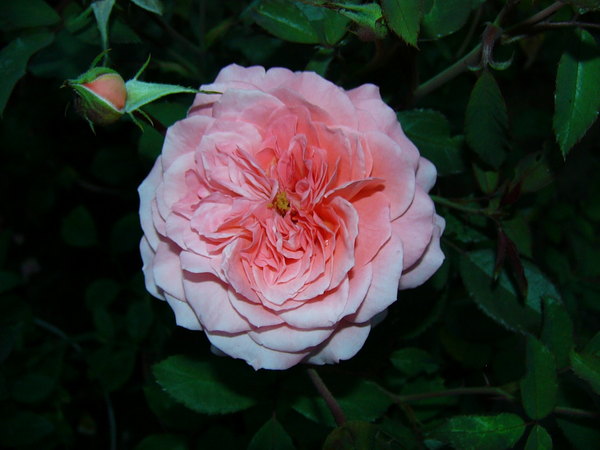 'Cimarosa' rose photo