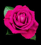 'Della Reese ™' rose photo