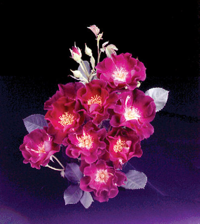 'Route 66' rose, click to enlarge 'Route 66' rose photo