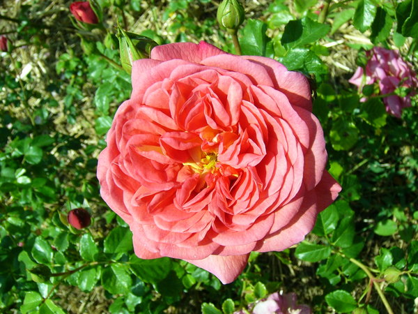 'Christopher Marlowe' rose photo