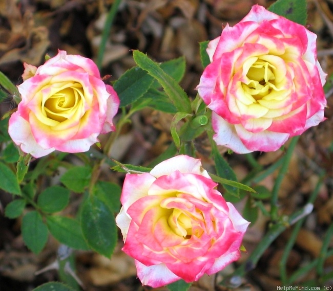 'Swinger' rose photo