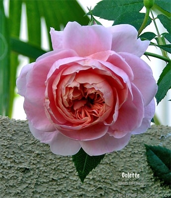 'Colette (climber, Meilland 1994)' rose photo