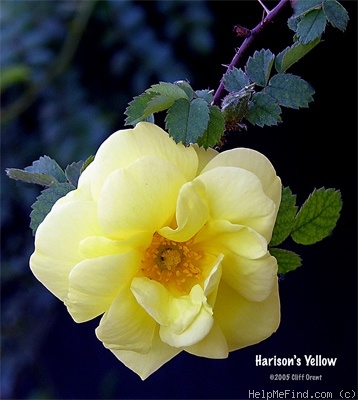 'Harisonii' rose photo