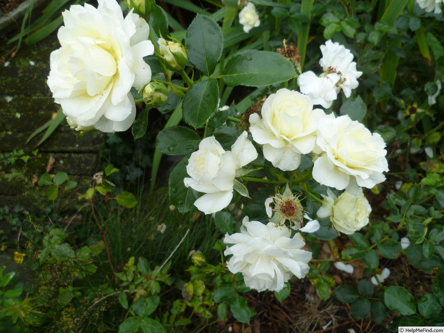 'White Meilove' Rose