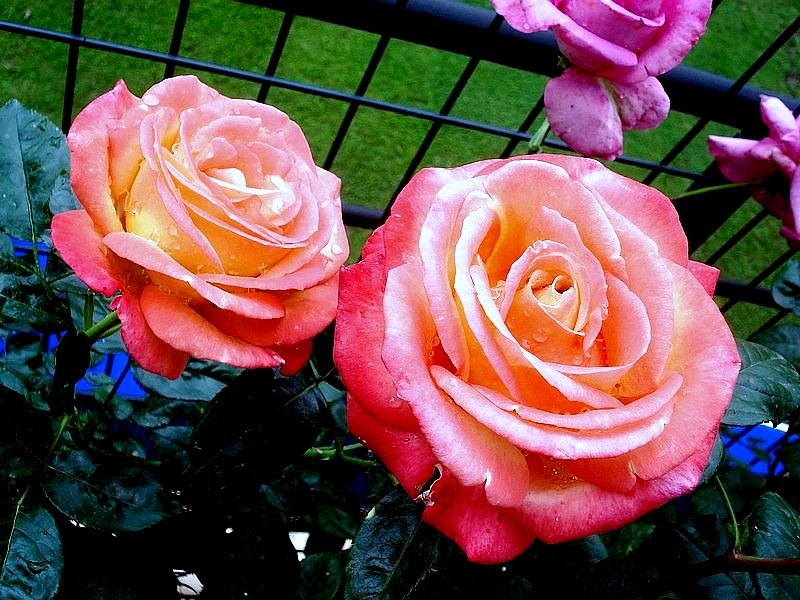 'Vendée Impériale ®' rose photo