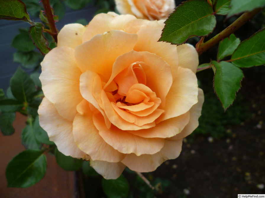 'Welwyn Garden Glory' rose photo