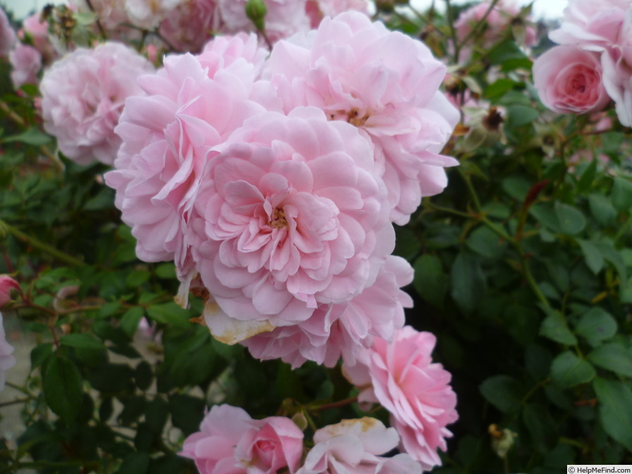 'Bonica '82' rose photo