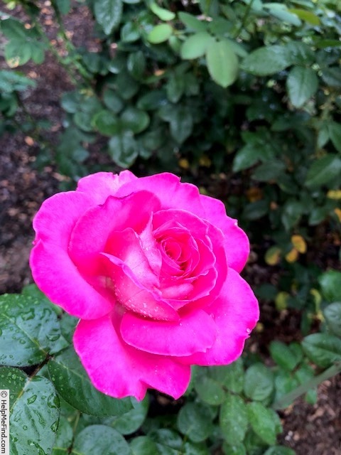 'Baronne Edmond de Rothschild ®' rose photo