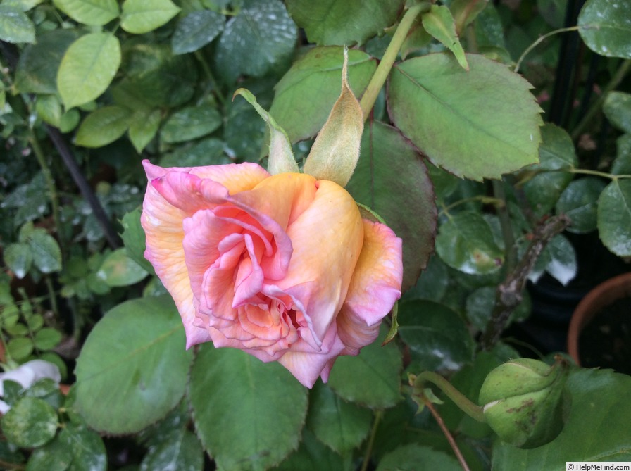 'Polly' rose photo