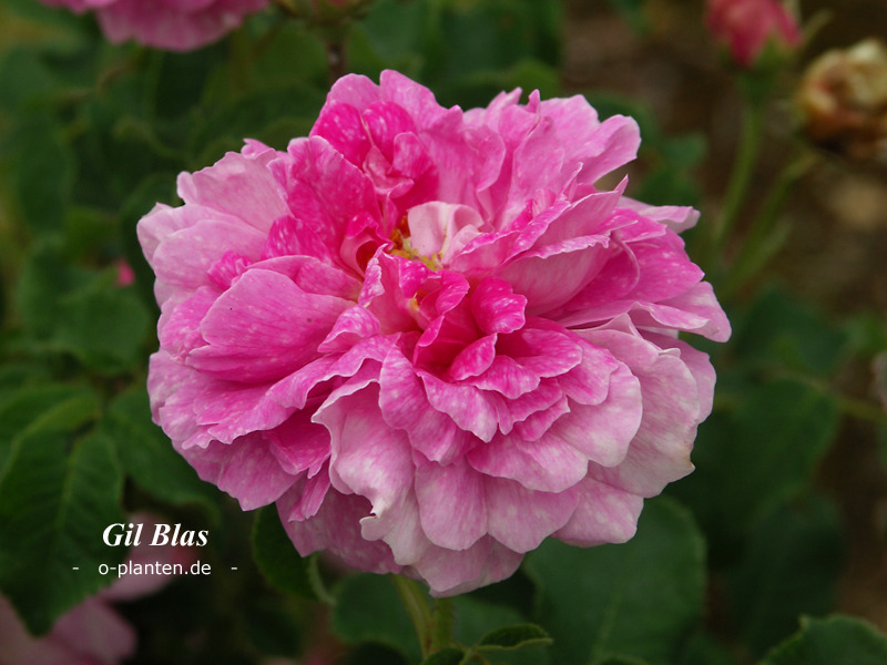 'Gil Blas (gallica, 1843)' rose photo