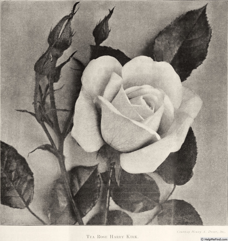'Harry Kirk' rose photo