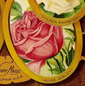'Aline Sisley' rose photo
