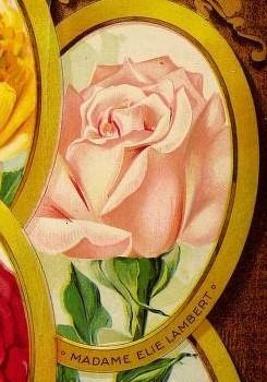 'Madame Elie Lambert' rose photo