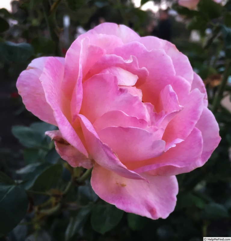 'Elle ® (hybrid tea, Mouchotte/Meilland 1999)' rose photo
