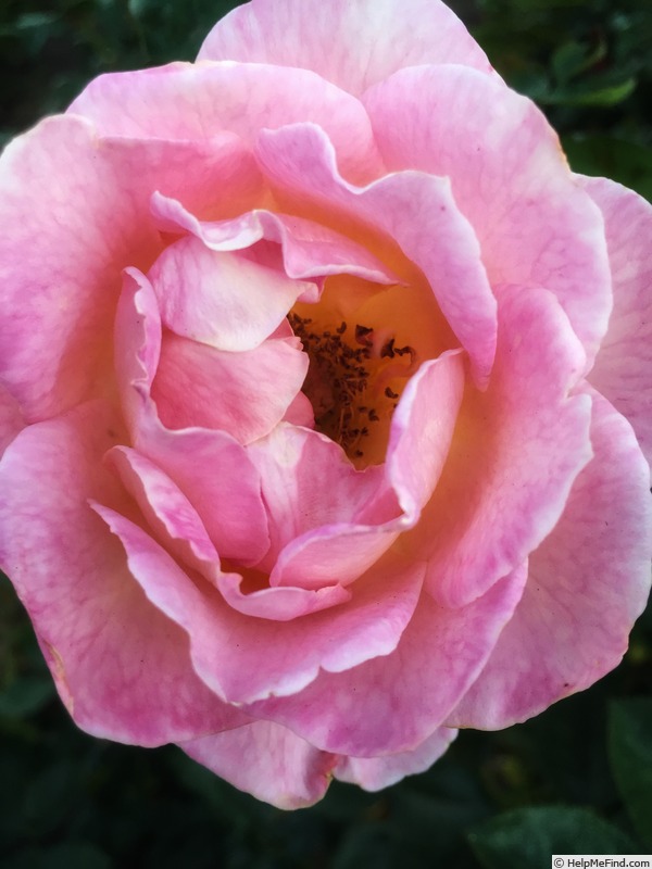 'Elle ® (hybrid tea, Mouchotte/Meilland 1999)' rose photo