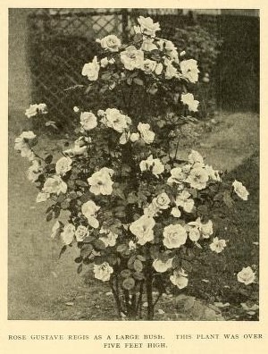 'Gustave Régis' rose photo