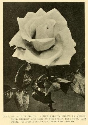 'Lady Plymouth' rose photo