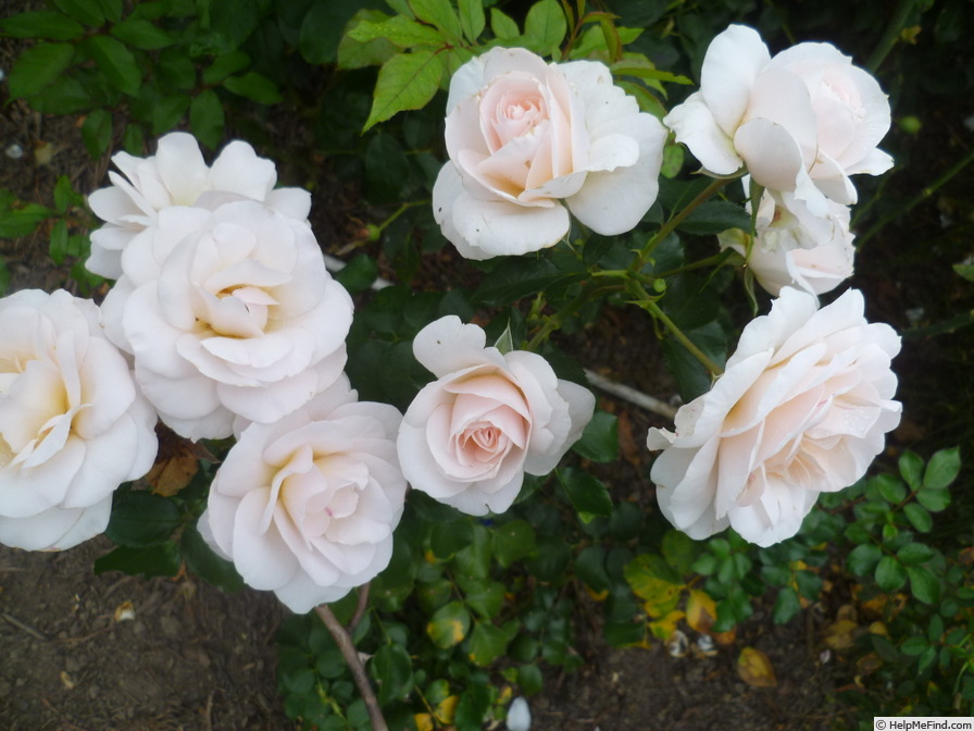 'Martin Luther Rose ®' rose photo