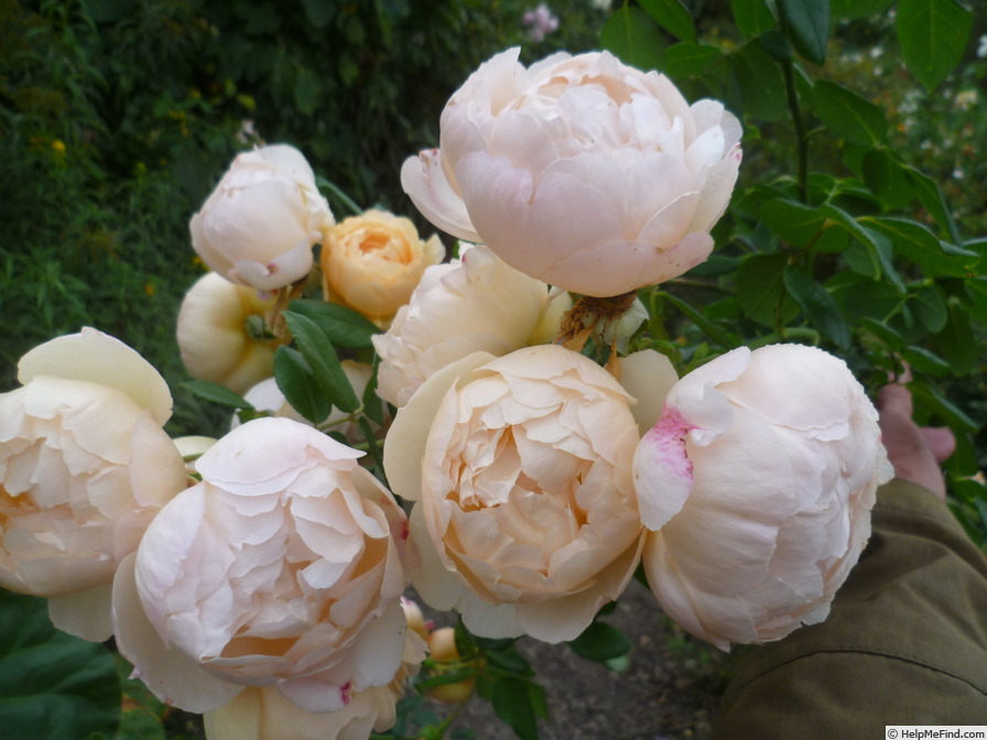 'Wollerton Old Hall' rose photo