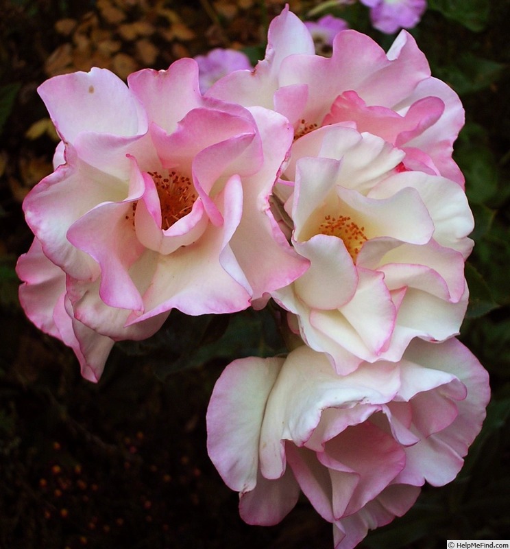 'Photogenic' rose photo