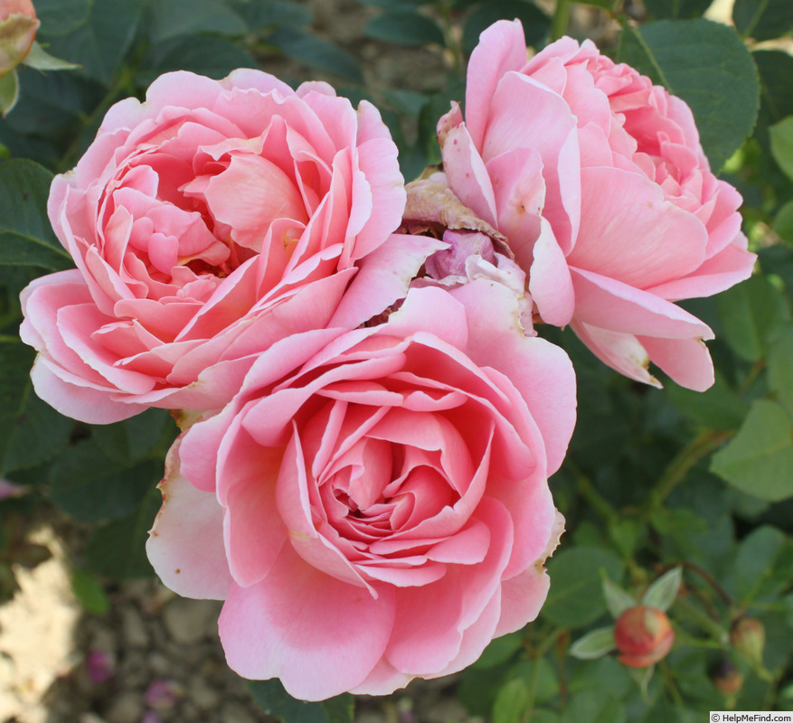 'Arenenberg ®' rose photo